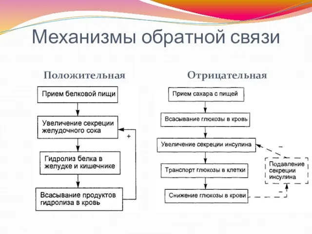 Механизмы обратной связи Положительная Отрицательная