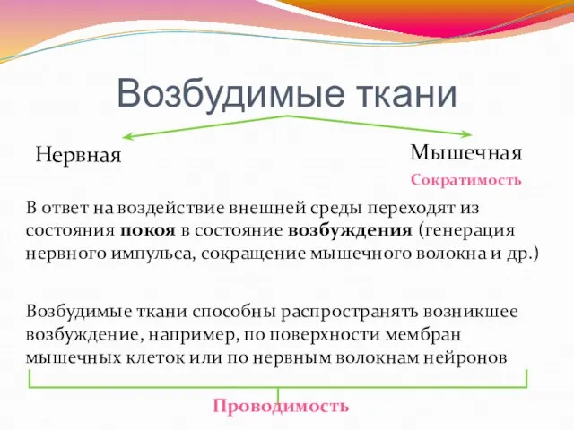 Возбудимые ткани Нервная Мышечная В ответ на воздействие внешней среды