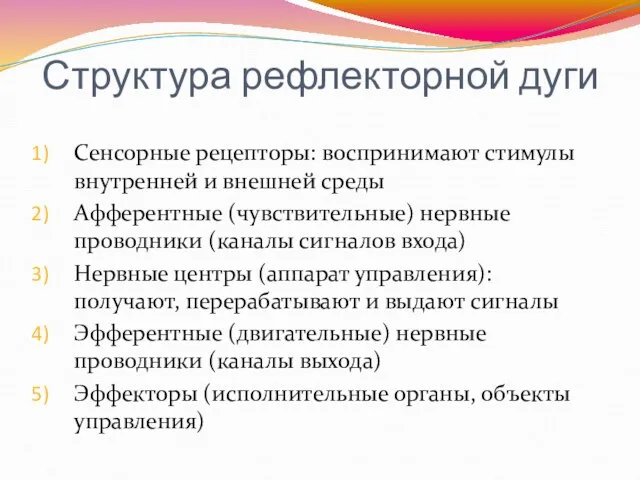 Структура рефлекторной дуги Сенсорные рецепторы: воспринимают стимулы внутренней и внешней