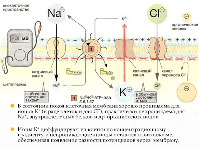 В состоянии покоя клеточная мембрана хорошо проницаема для ионов К+