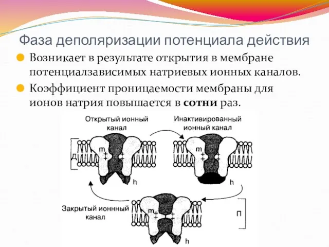 Фаза деполяризации потенциала действия Возникает в результате открытия в мембране