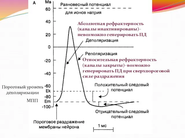 Пороговый уровень деполяризации МПП Абсолютная рефрактерность (каналы инактивированы)– невозможно генерировать