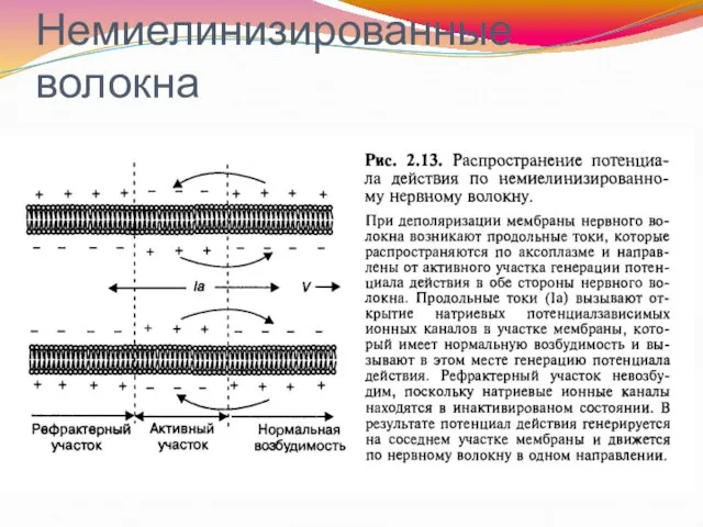 Немиелинизированные волокна