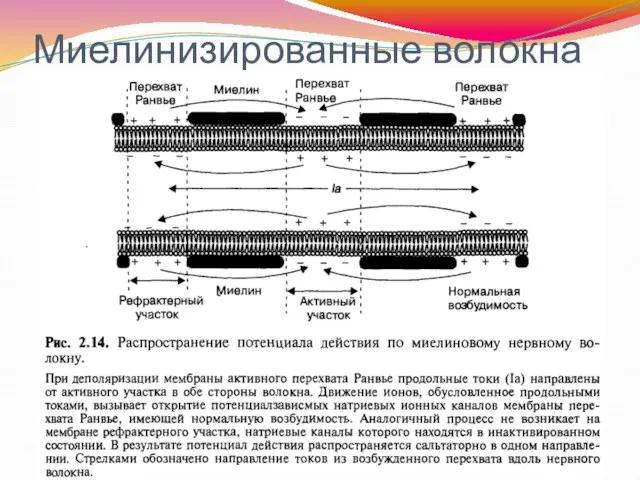 Миелинизированные волокна