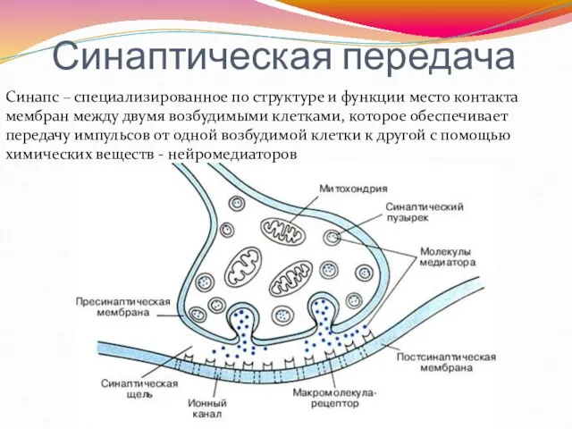 Синаптическая передача Синапс – специализированное по структуре и функции место