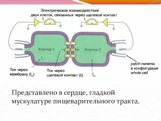 Представлено в сердце, гладкой мускулатуре пищеварительного тракта.