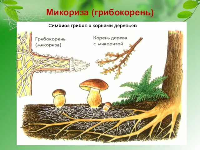 Микориза (грибокорень)