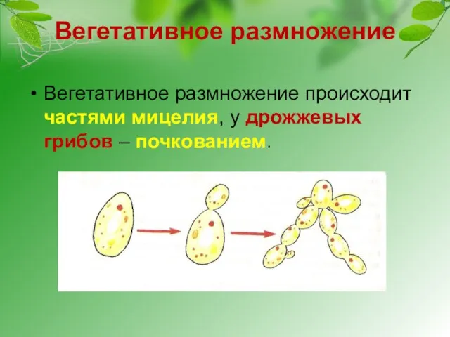 Вегетативное размножение Вегетативное размножение происходит частями мицелия, у дрожжевых грибов – почкованием.