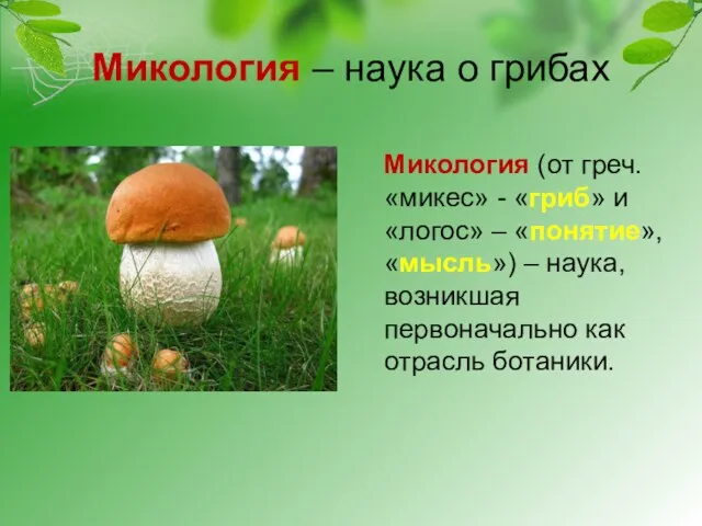 Микология – наука о грибах Микология (от греч. «микес» -