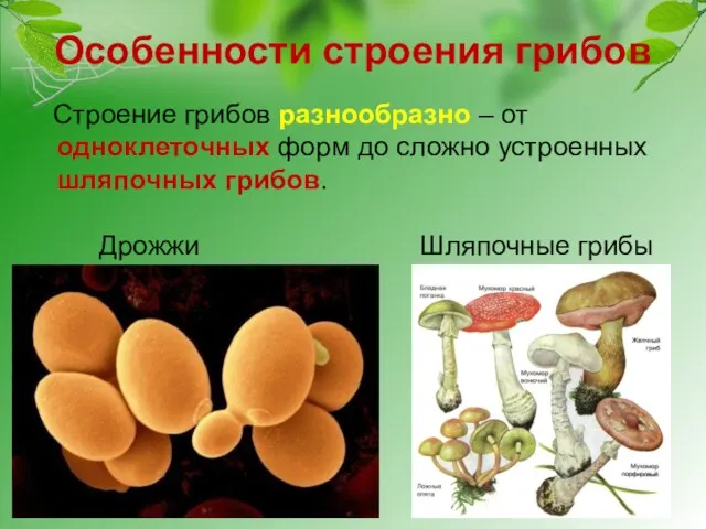 Особенности строения грибов Строение грибов разнообразно – от одноклеточных форм