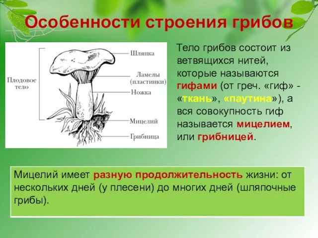 Особенности строения грибов Тело грибов состоит из ветвящихся нитей, которые