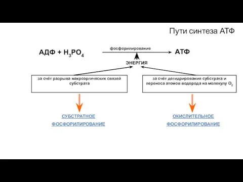 Пути синтеза АТФ фосфорилирование