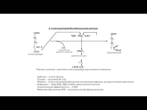 4. α-кетоглутаратдегидрогеназная реакция. Реакция протекает с участием α-кетоглутаратдегидрогеназного комплекса СО2