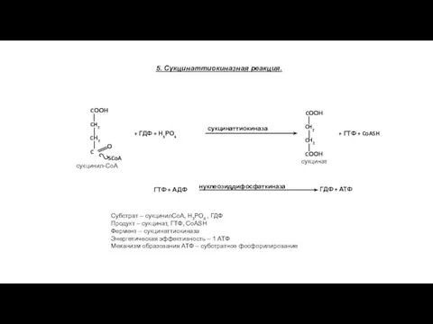 5. Сукцинаттиокиназная реакция. + ГДФ + Н3РО4 сукцинаттиокиназа + ГТФ