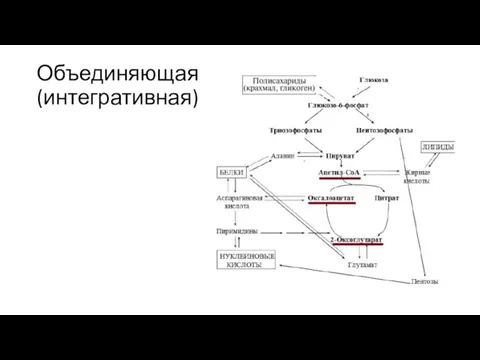 Объединяющая (интегративная)