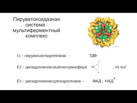 Пируватоксидазная система - мультиферментный комплекс E1 – пируватдегидрогеназа - ТДФ