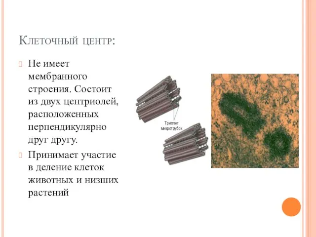 Клеточный центр: Не имеет мембранного строения. Состоит из двух центриолей,