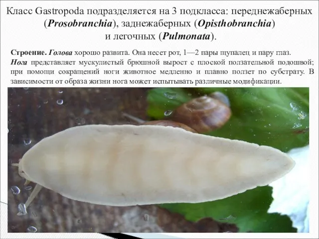 Класс Gastropoda подразделяется на 3 подкласса: переднежаберных (Prosobranchia), заднежаберных (Opisthobranchia) и легочных (Pulmonata).