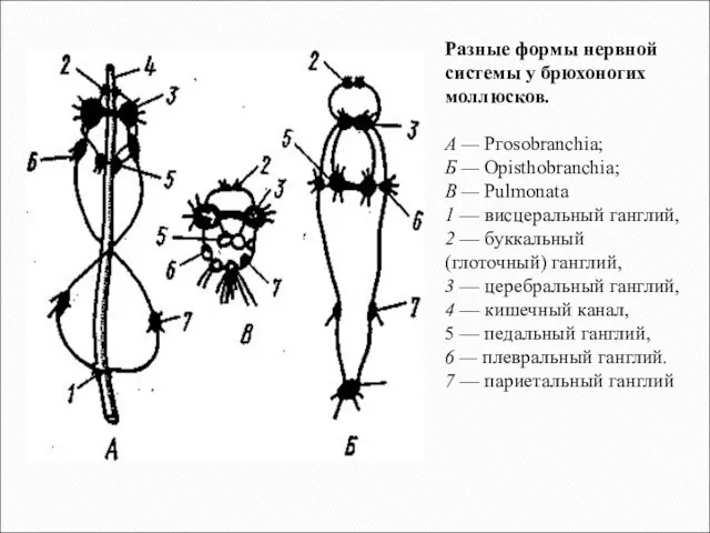 Разные формы нервной системы у брюхоногих моллюсков. А — Ргоsobranchia;