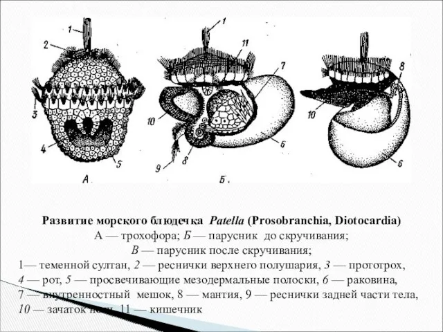 Развитие морского блюдечка Patella (Prosobranchia, Diotocardia) А — трохофора; Б — парусник до