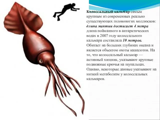 Колоссальный кальмар самым крупным из современных реально существующих головоногих моллюсков: длина мантии достигает