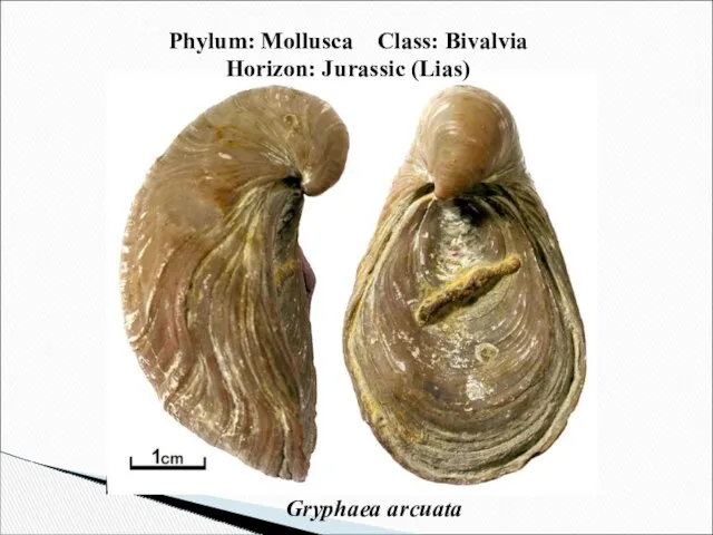 Phylum: Mollusca Class: Bivalvia Horizon: Jurassic (Lias) Gryphaea arcuata