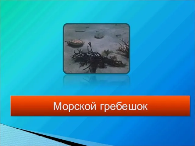 Морской гребешок