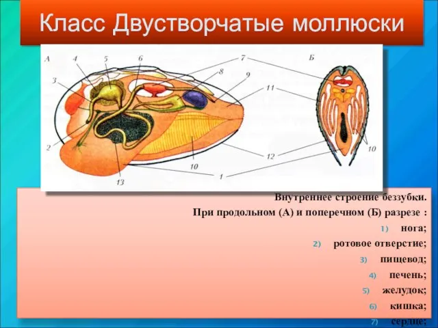 Класс Двустворчатые моллюски Внутреннее строение беззубки. При продольном (А) и