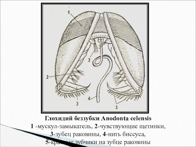 Глохидий беззубки Anodonta celensis 1 -мускул-замыкатель, 2-чувствующие щетинки, 3-зубец раковины, 4-нить биссуса, 5-краевые