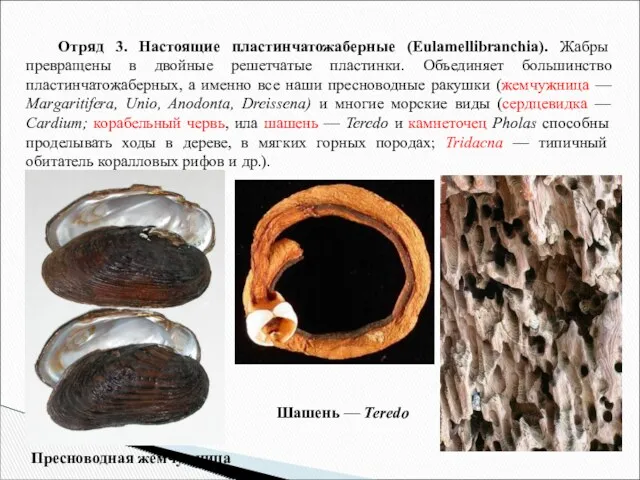 Отряд 3. Настоящие пластинчатожаберные (Eulamellibranchia). Жабры превращены в двойные решетчатые пластинки. Объединяет большинство