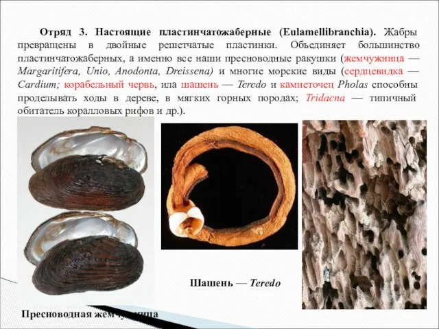 Отряд 3. Настоящие пластинчатожаберные (Eulamellibranchia). Жабры превращены в двойные решетчатые