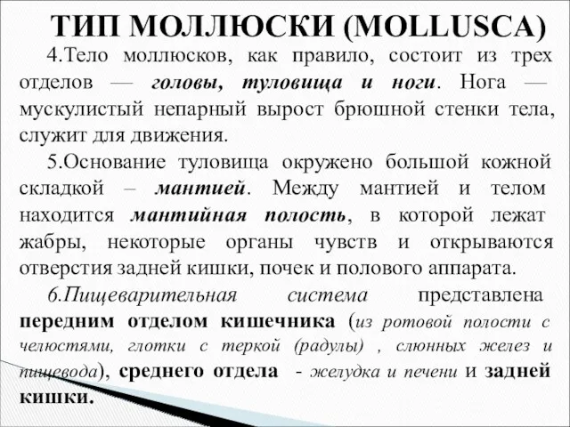 ТИП МОЛЛЮСКИ (MOLLUSCA) 4.Тело моллюсков, как правило, состоит из трех