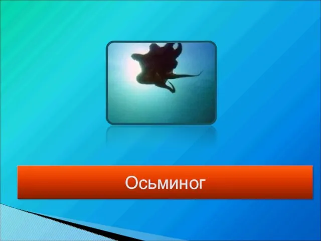 Осьминог