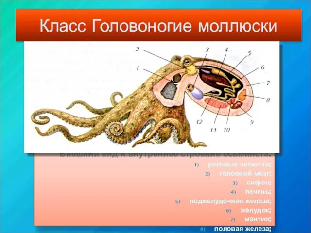 Класс Головоногие моллюски Внешний вид и внутреннее строение осьминога. роговые челюсти; головной мозг;