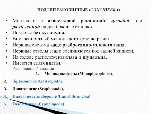 ПОДТИП РАКОВИННЫЕ (CONCHIFERA) Моллюски с известковой раковиной, цельной или разделенной