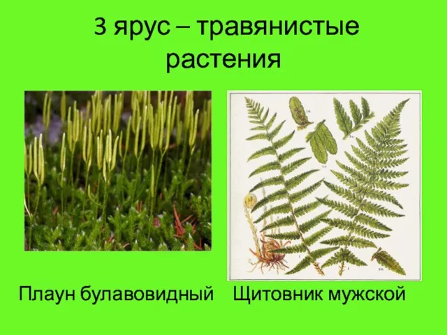 3 ярус – травянистые растения Плаун булавовидный Щитовник мужской