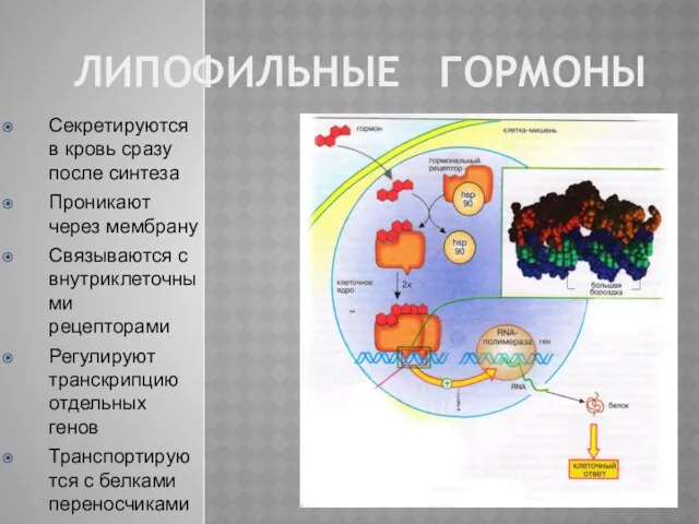 ЛИПОФИЛЬНЫЕ ГОРМОНЫ Механизм действия липофильных гормонов Секретируются в кровь сразу