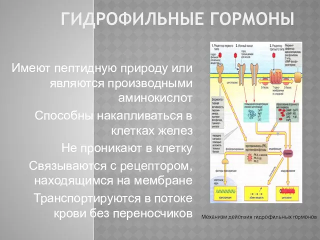 ГИДРОФИЛЬНЫЕ ГОРМОНЫ Имеют пептидную природу или являются производными аминокислот Способны