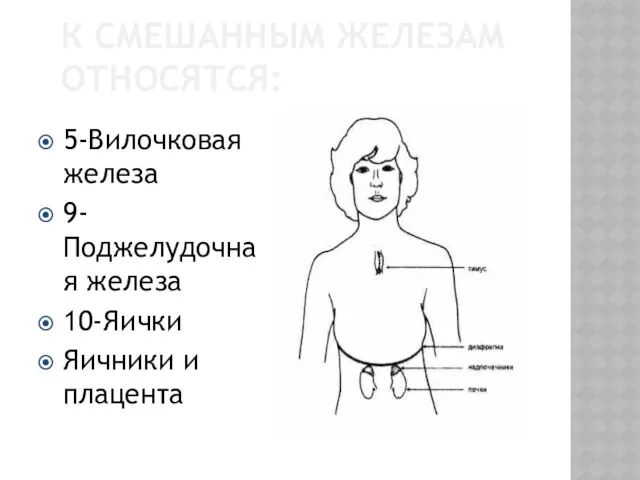 К СМЕШАННЫМ ЖЕЛЕЗАМ ОТНОСЯТСЯ: 5-Вилочковая железа 9-Поджелудочная железа 10-Яички Яичники и плацента