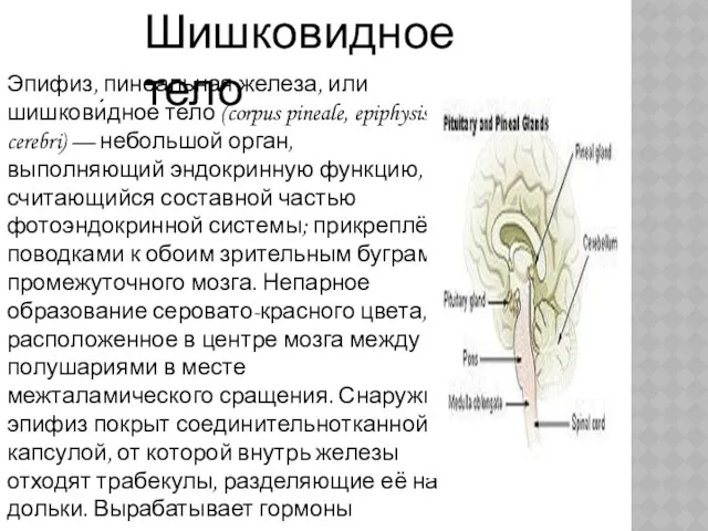 Шишковидное тело Эпифиз, пинеальная железа, или шишкови́дное тело (corpus pineale,