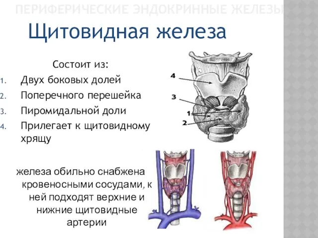 ПЕРИФЕРИЧЕСКИЕ ЭНДОКРИННЫЕ ЖЕЛЕЗЫ Состоит из: Двух боковых долей Поперечного перешейка