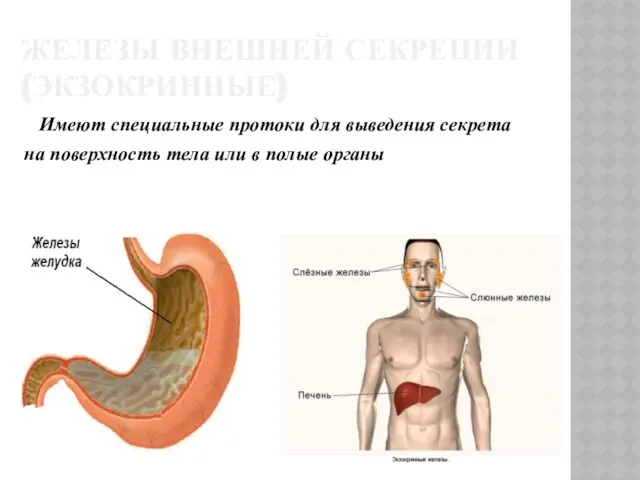 ЖЕЛЕЗЫ ВНЕШНЕЙ СЕКРЕЦИИ (ЭКЗОКРИННЫЕ) Имеют специальные протоки для выведения секрета