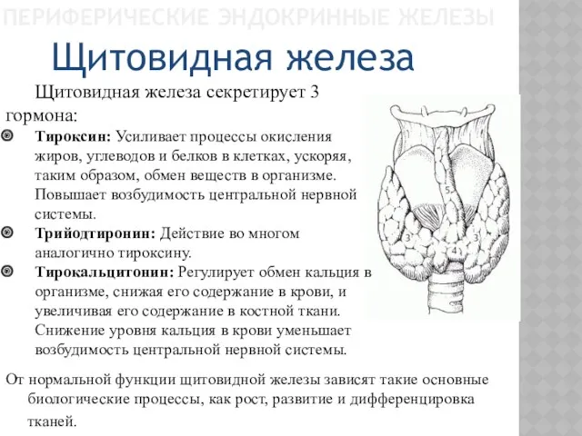 ПЕРИФЕРИЧЕСКИЕ ЭНДОКРИННЫЕ ЖЕЛЕЗЫ Щитовидная железа секретирует 3 гормона: Тироксин: Усиливает