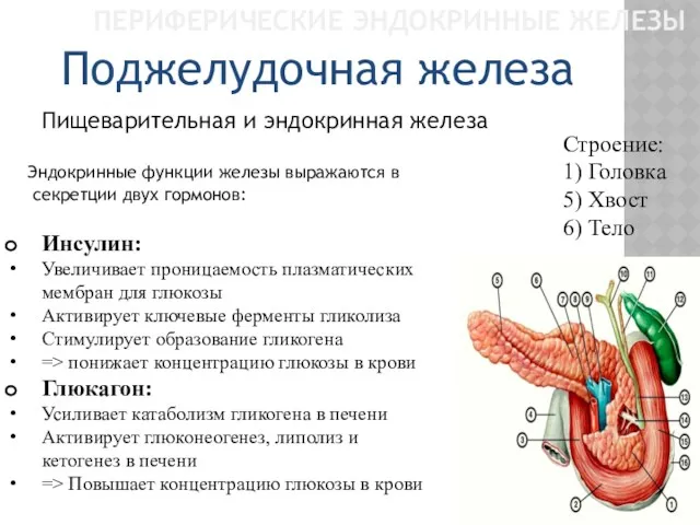 ПЕРИФЕРИЧЕСКИЕ ЭНДОКРИННЫЕ ЖЕЛЕЗЫ Пищеварительная и эндокринная железа Поджелудочная железа Строение: