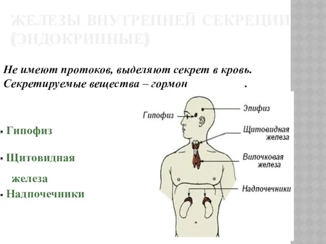 ЖЕЛЕЗЫ ВНУТРЕННЕЙ СЕКРЕЦИИ (ЭНДОКРИННЫЕ) Не имеют протоков, выделяют секрет в