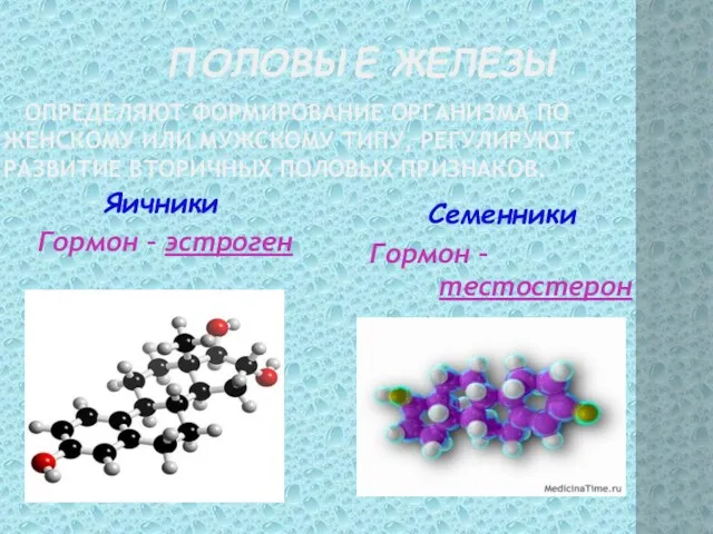 ПОЛОВЫЕ ЖЕЛЕЗЫ ОПРЕДЕЛЯЮТ ФОРМИРОВАНИЕ ОРГАНИЗМА ПО ЖЕНСКОМУ ИЛИ МУЖСКОМУ ТИПУ,