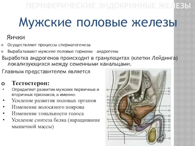 ПЕРИФЕРИЧЕСКИЕ ЭНДОКРИННЫЕ ЖЕЛЕЗЫ Яички Осуществляют процессы сперматогенеза Вырабатывают мужские половые