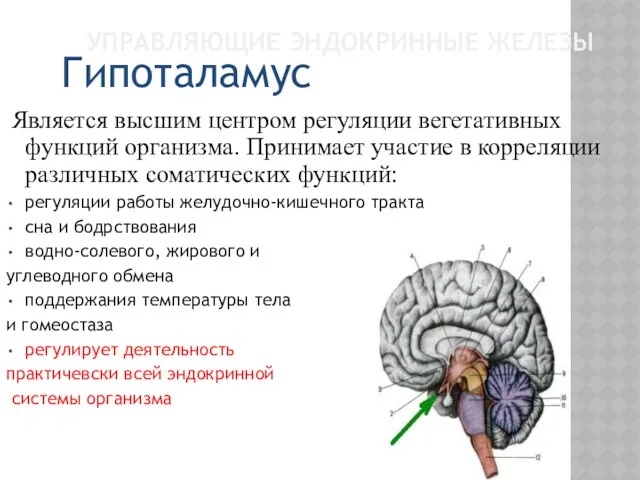 УПРАВЛЯЮЩИЕ ЭНДОКРИННЫЕ ЖЕЛЕЗЫ Является высшим центром регуляции вегетативных функций организма.