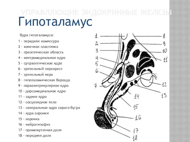 УПРАВЛЯЮЩИЕ ЭНДОКРИННЫЕ ЖЕЛЕЗЫ Ядра гипоталамуса: 1 - передняя комиссура 2