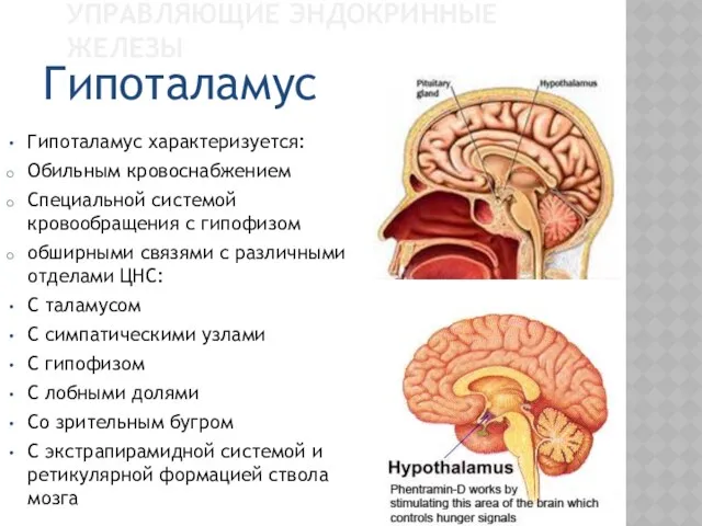 УПРАВЛЯЮЩИЕ ЭНДОКРИННЫЕ ЖЕЛЕЗЫ Гипоталамус характеризуется: Обильным кровоснабжением Специальной системой кровообращения